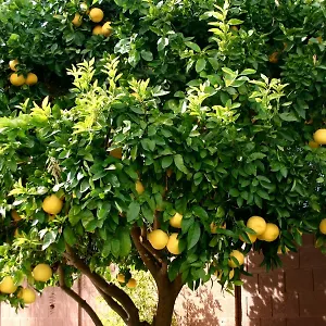 Lemon Tree Seget Donji